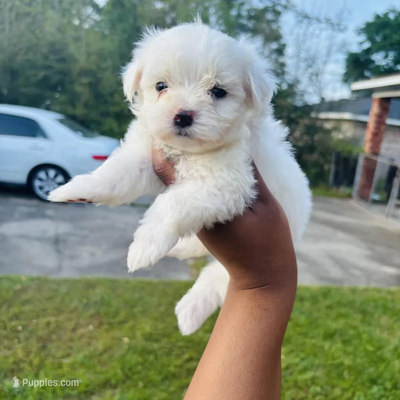 Casper – Maltese puppy for sale in Mobile, AL