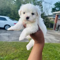 Casper, a male Maltese for sale in Mobile, AL – Photo 1 of 2