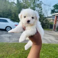 Casper, a male Maltese for sale in Mobile, AL – Photo 2 of 2