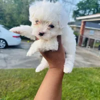Charm, a female Maltese for sale in Mobile, AL – Photo 1 of 2
