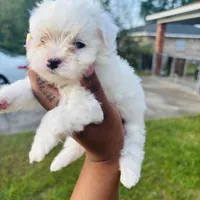 Charm, a female Maltese for sale in Mobile, AL – Photo 2 of 2