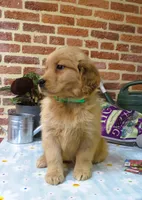 Wiggles, a female Golden Retriever for sale in Manheim, PA – Photo 2 of 4