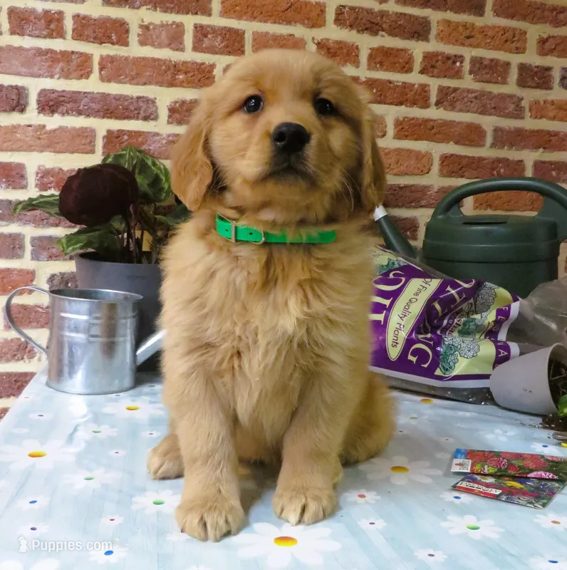 Wiggles – Golden Retriever puppy for sale in Manheim, PA