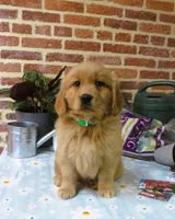 Wiggles, a female Golden Retriever for sale in Manheim, PA – Photo 3 of 4
