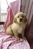 Uber, a male Golden Retriever for sale in Manheim, PA – Photo 3 of 4