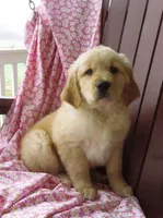 Uber, a male Golden Retriever for sale in Manheim, PA – Photo 1 of 4