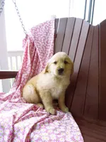 Uber, a male Golden Retriever for sale in Manheim, PA – Photo 4 of 4