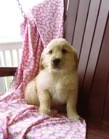 Uber, a male Golden Retriever for sale in Manheim, PA – Photo 2 of 4