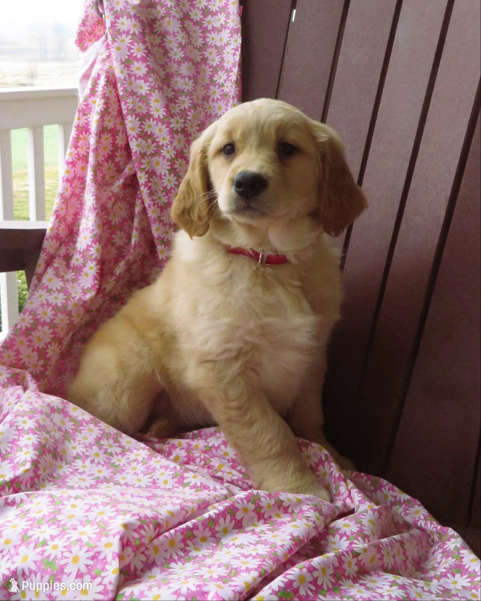 Uno – Golden Retriever puppy for sale in Manheim, PA