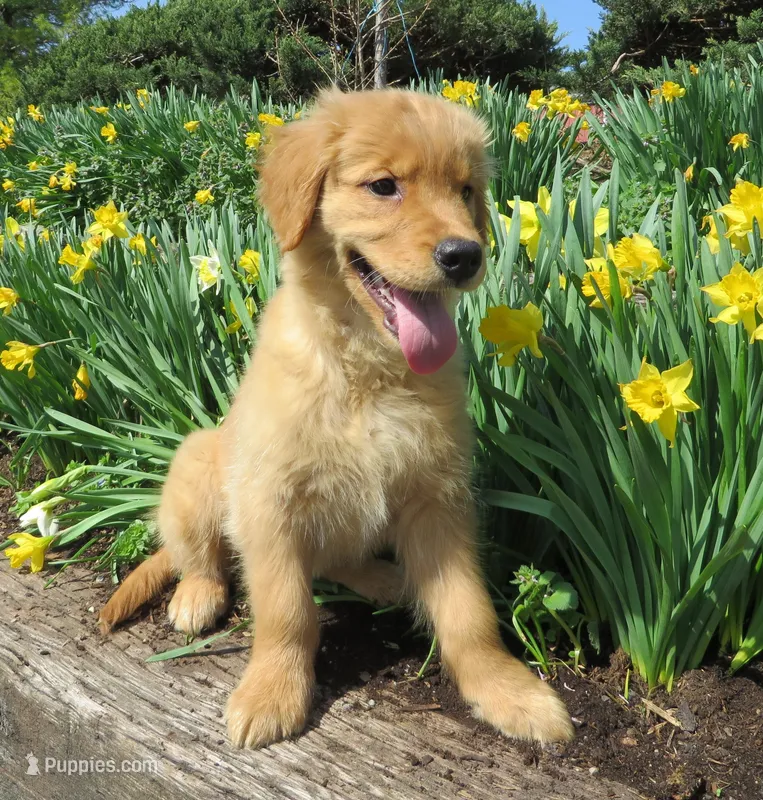 Wendy – Golden Retriever puppy for sale in Manheim, PA