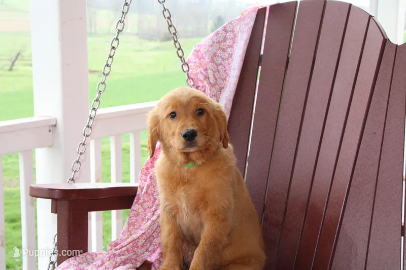 Vicky – Golden Retriever puppy for sale in Manheim, PA