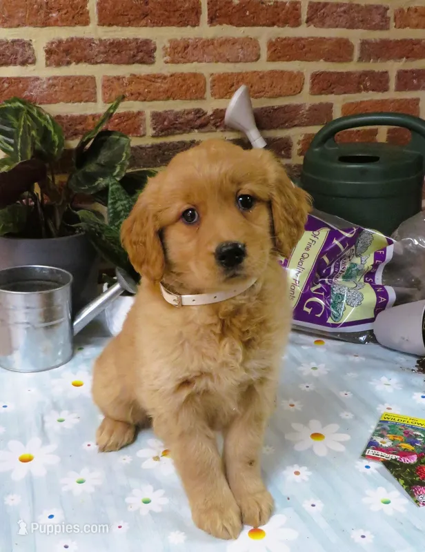 Weiner – Golden Retriever puppy for sale in Manheim, PA