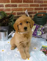 Weiner, a female Golden Retriever for sale in Manheim, PA – Photo 1 of 2