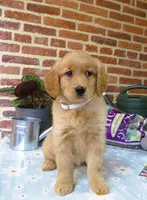 Weiner, a female Golden Retriever for sale in Manheim, PA – Photo 2 of 2