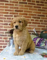 Wolf, a male Golden Retriever for sale in Manheim, PA – Photo 2 of 6