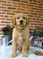 Wolf, a male Golden Retriever for sale in Manheim, PA – Photo 4 of 6