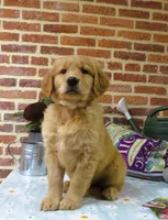 Wolf, a male Golden Retriever for sale in Manheim, PA – Photo 3 of 6