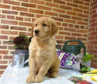 Wolf, a male Golden Retriever for sale in Manheim, PA – Photo 5 of 6