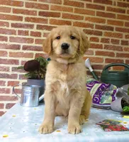 Wolf, a male Golden Retriever for sale in Manheim, PA – Photo 6 of 6