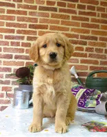 Wolf, a male Golden Retriever for sale in Manheim, PA – Photo 1 of 6