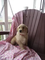 Uno, a female Golden Retriever for sale in Manheim, PA – Photo 3 of 3