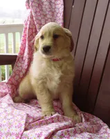 Uno, a female Golden Retriever for sale in Manheim, PA – Photo 2 of 3