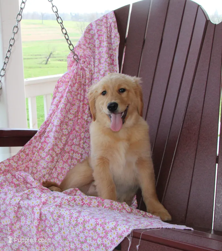 Wheeler – Golden Retriever puppy for sale in Manheim, PA