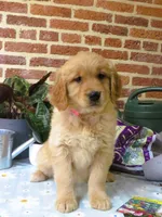 Wonder, a female Golden Retriever for sale in Manheim, PA – Photo 4 of 4