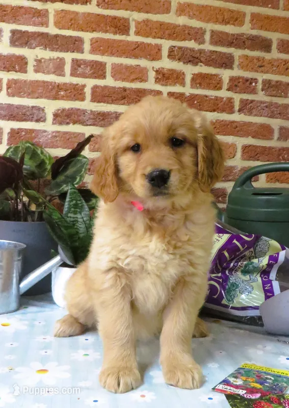 Wonder – Golden Retriever puppy for sale in Manheim, PA