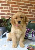 Wonder, a female Golden Retriever for sale in Manheim, PA – Photo 1 of 4