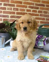 Wonder, a female Golden Retriever for sale in Manheim, PA – Photo 3 of 4