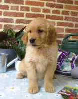 Wonder, a female Golden Retriever for sale in Manheim, PA – Photo 2 of 4