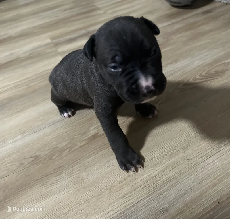 Nina  – American Pit Bull Terrier puppy for sale in Sandown, NH