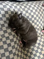 Nina , a female American Pit Bull Terrier for sale in Sandown, NH – 1 of 1