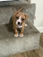Nina , a female American Pit Bull Terrier for sale in Sandown, NH – 3 of 3