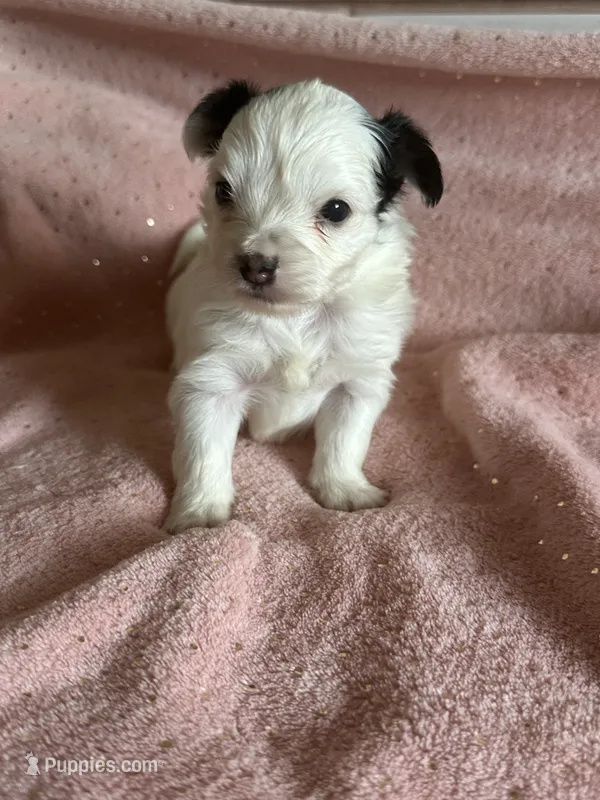 Hazel – Yorkshire Terrier, Poodle - Toy  puppy for sale in Rogers City, MI