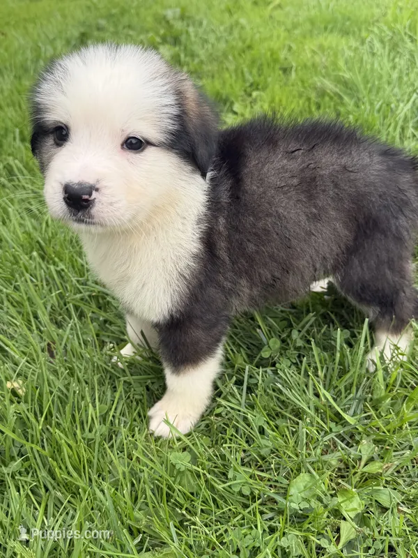 Louie  – German Shepherd Dog, Bernese Mountain Dog puppy for sale in Rogers City, MI