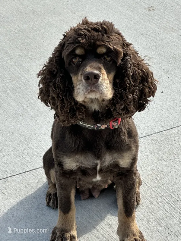 Kenzie – Cocker Spaniel puppy for sale in Rogers City, MI