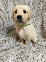 Crew, a male Golden Retriever for sale in Rogers City, MI – 2 of 2