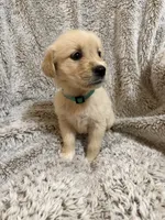 Lainey, a female Golden Retriever for sale in Rogers City, MI – 2 of 2