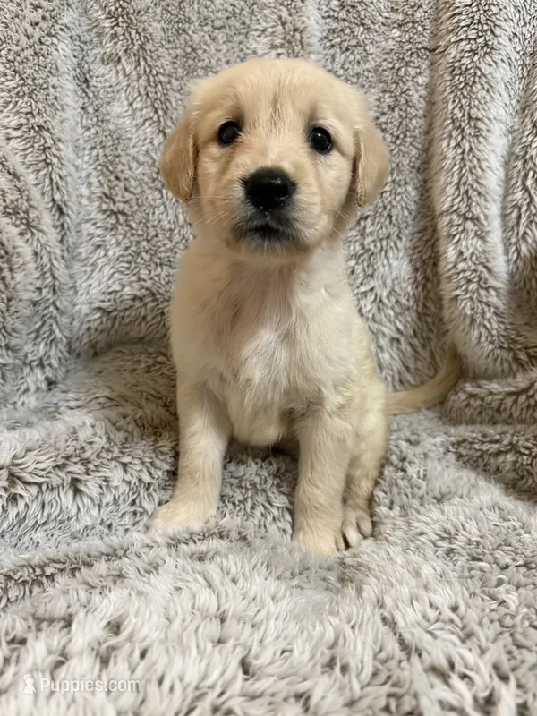 Lilly – Golden Retriever puppy for sale in Rogers City, MI
