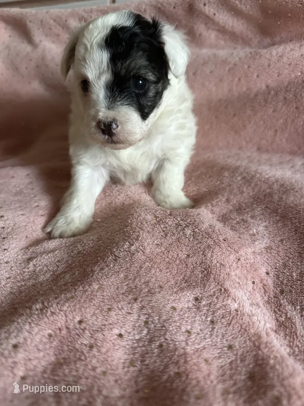 Hattie – Yorkshire Terrier, Poodle - Toy  puppy for sale in Rogers City, MI