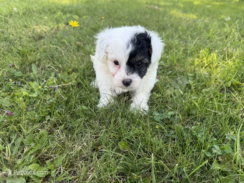 Hattie – Yorkshire Terrier, Poodle - Toy  puppy for sale in Rogers City, MI