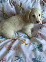 Daisy, a female Miniature Dachshund for sale in Rogers City, MI – 3 of 4