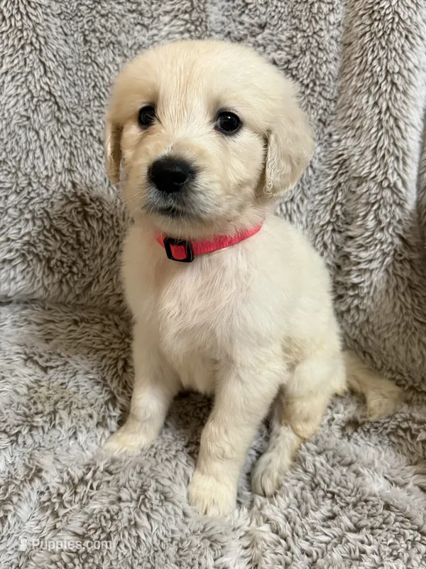 Rainy – Golden Retriever puppy for sale in Rogers City, MI