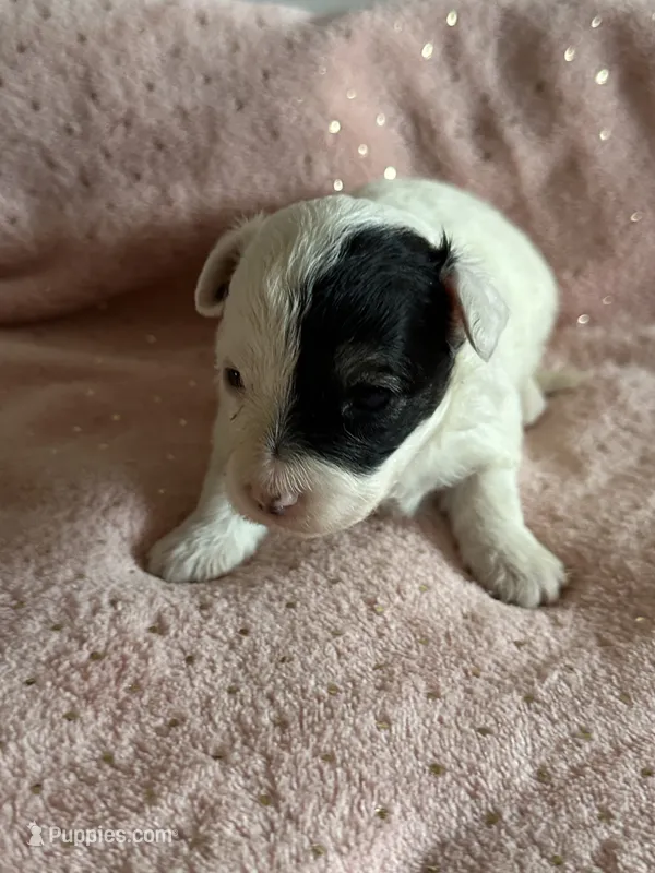 Hattie – Yorkshire Terrier, Poodle - Toy  puppy for sale in Rogers City, MI