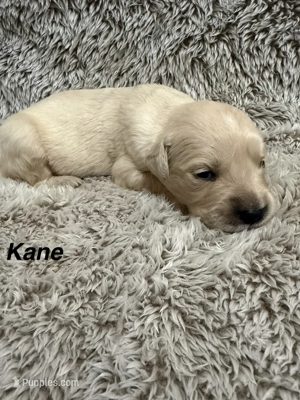 Kane – Golden Retriever puppy for sale in Rogers City, MI