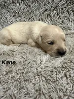 Kane, a male Golden Retriever for sale in Rogers City, MI – 1 of 1