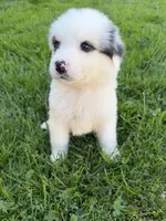 Willow , a female German Shepherd Dog and Bernese Mountain Dog for sale in Rogers City, MI – 2 of 9