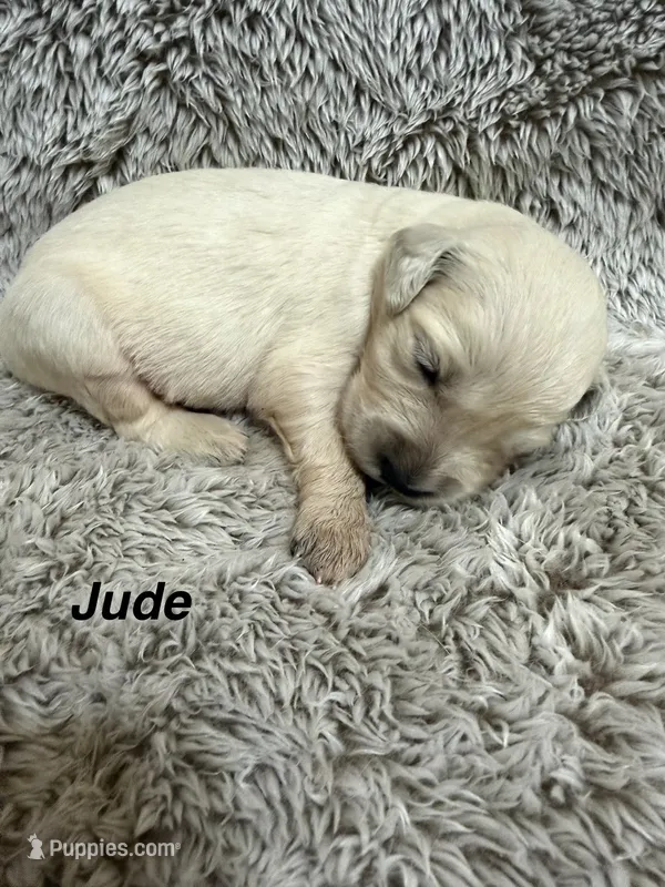 Jude – Golden Retriever puppy for sale in Rogers City, MI